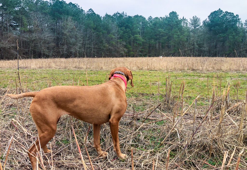 Zara backs a GSP