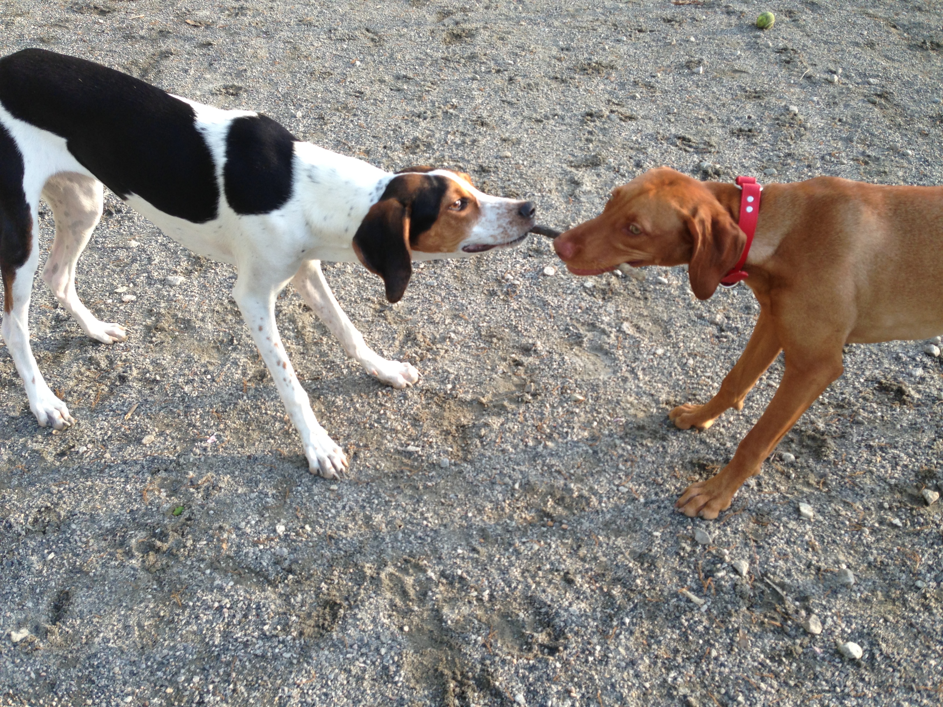 Zara plays with a coonhound