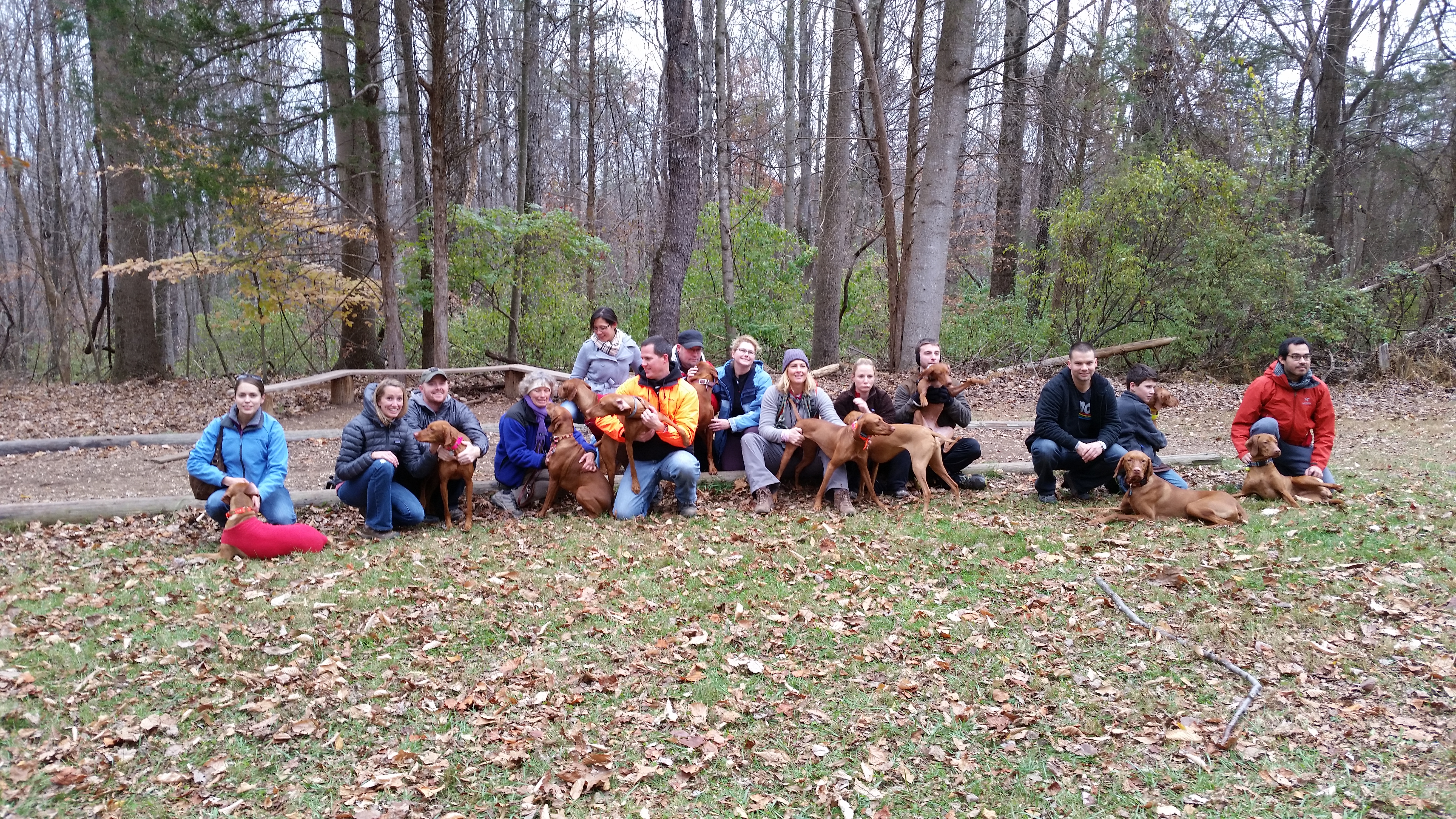 Playing with Leaves and Vizsla Meet-Up