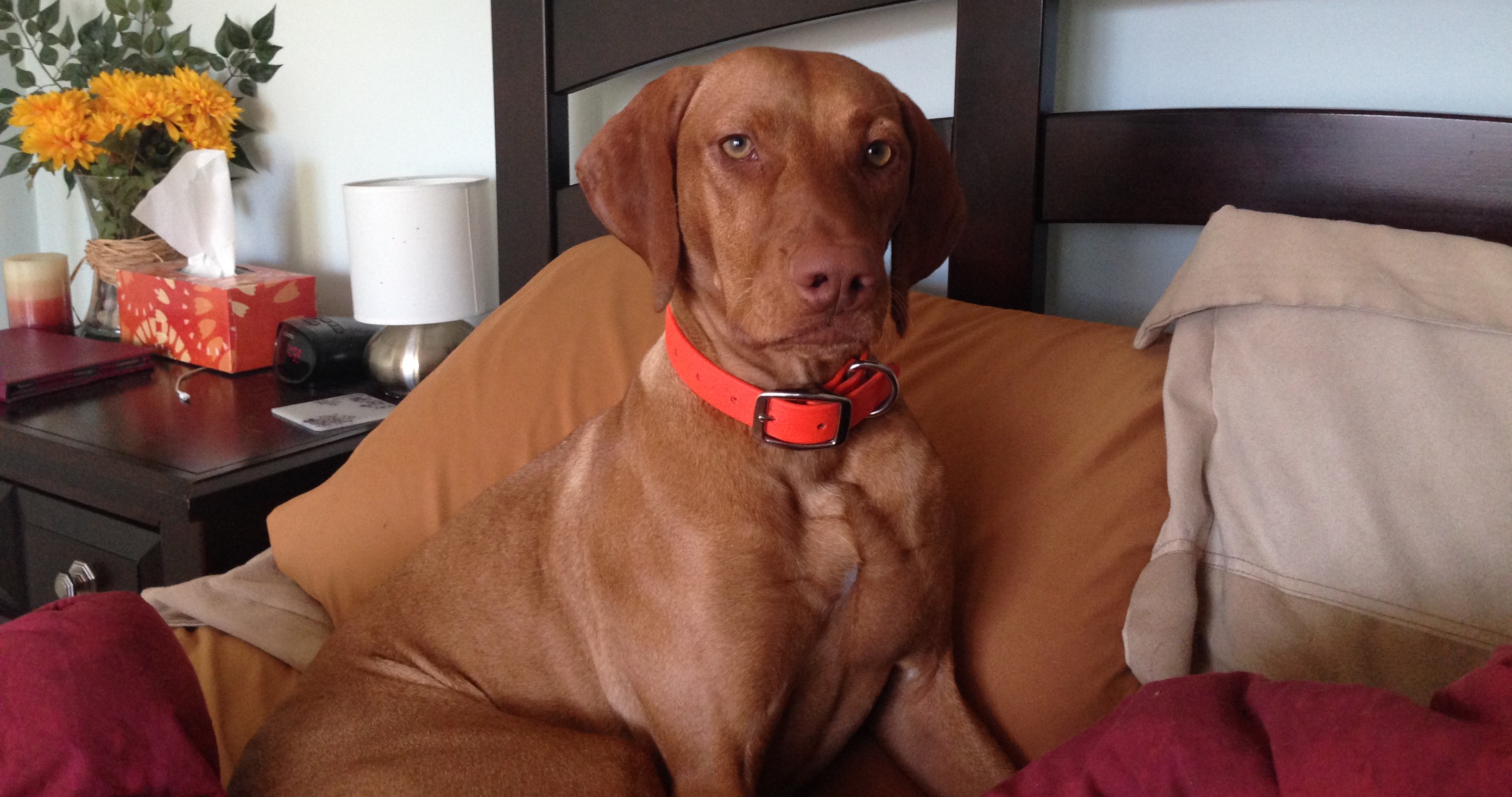 Things I Didn’t Know Before Getting a Vizsla (Or Dog)