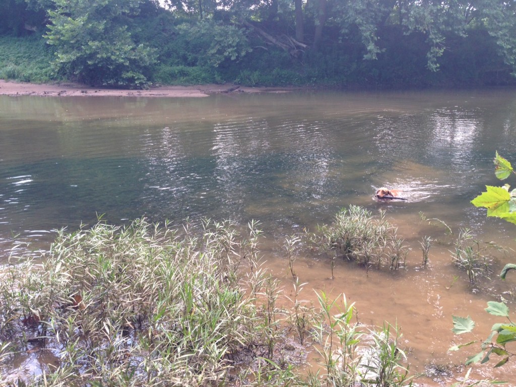 Zara swimming in the stream