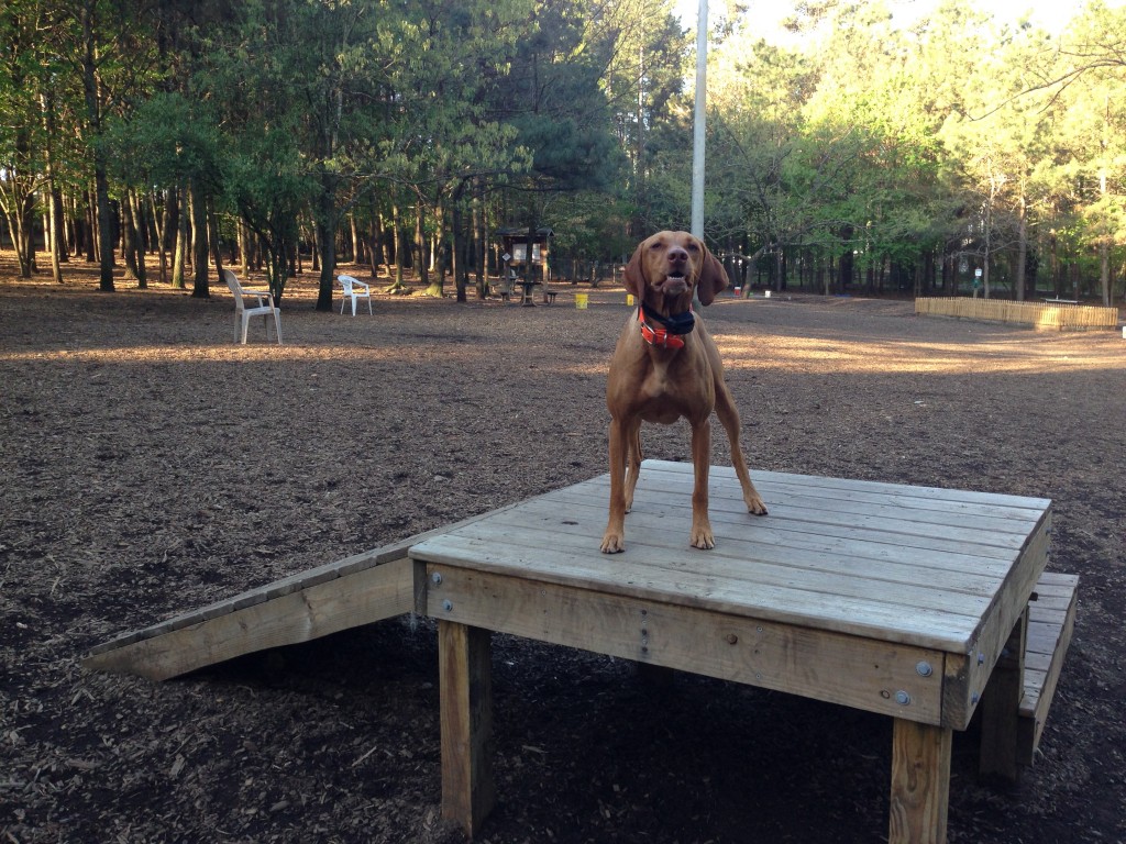 The local dog park has a few pieces of agility equipment.