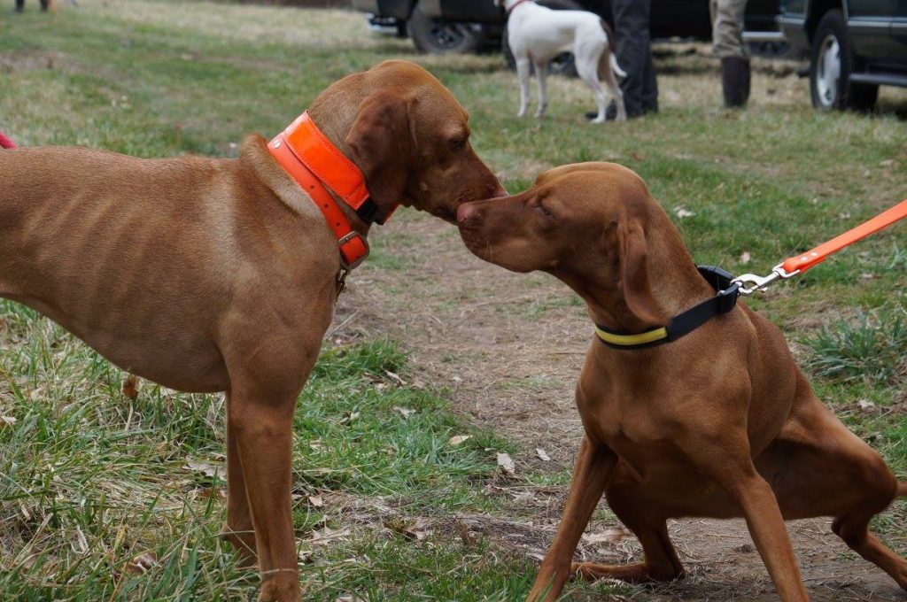 Zara greets another vizsla while waiting for her turn to run.