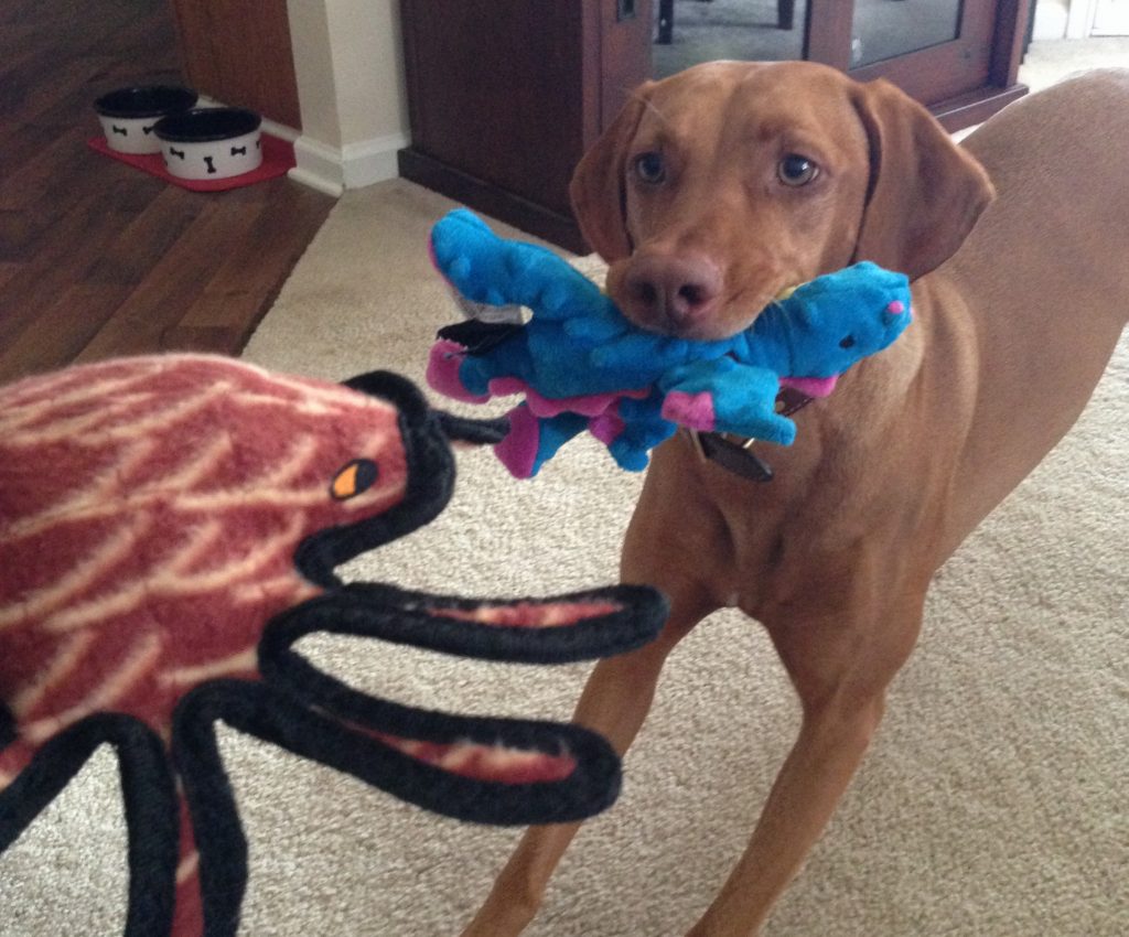 Zara enjoying her new dragon and spider toys at home.