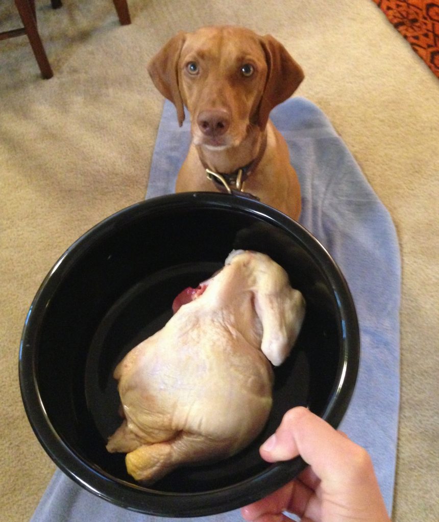 Half a Cornish hen for Thanksgiving! The humans also enjoyed Cornish hen, but we cooked ours. :)