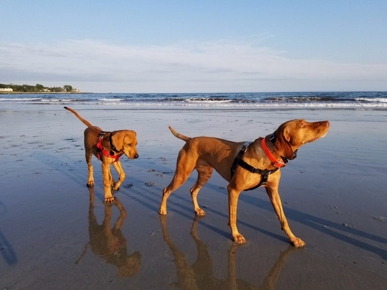 Traveling with High-Energy Dogs