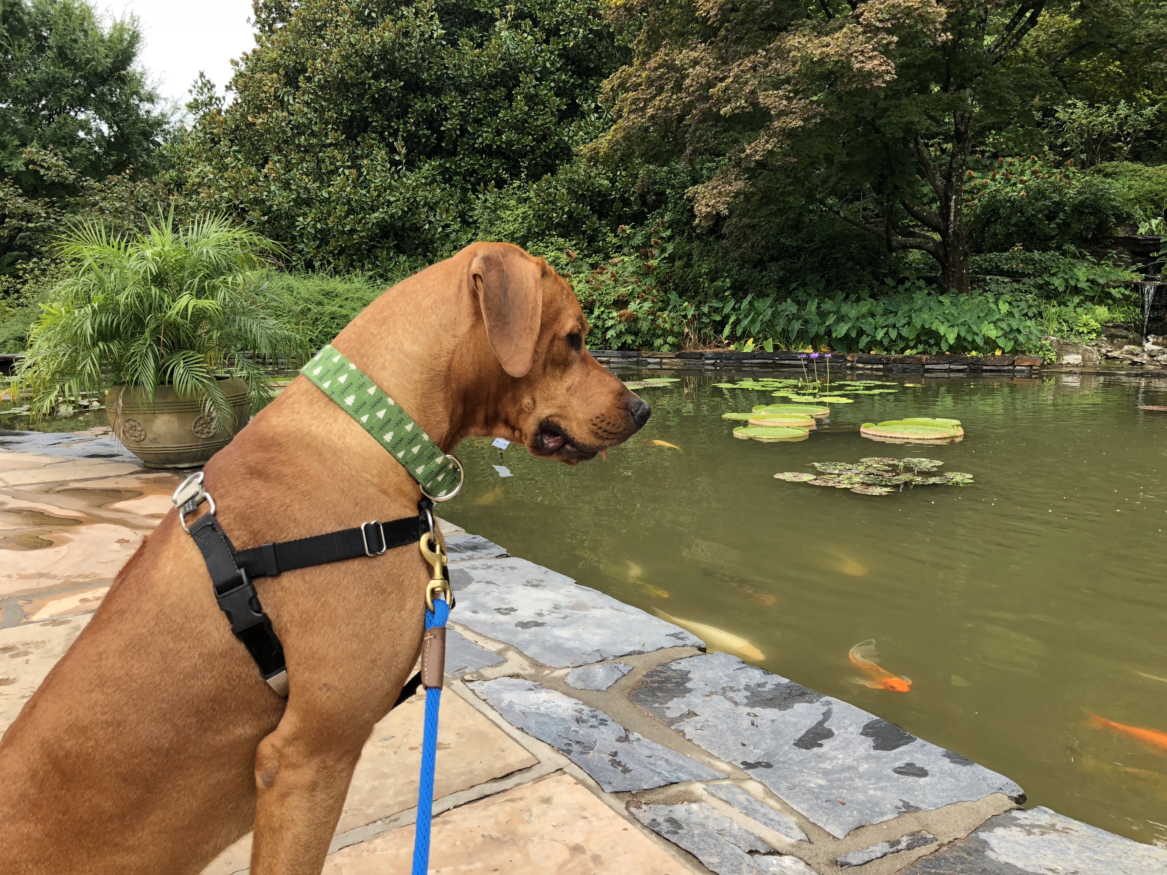 Colombo’s Canine Good Citizen Test