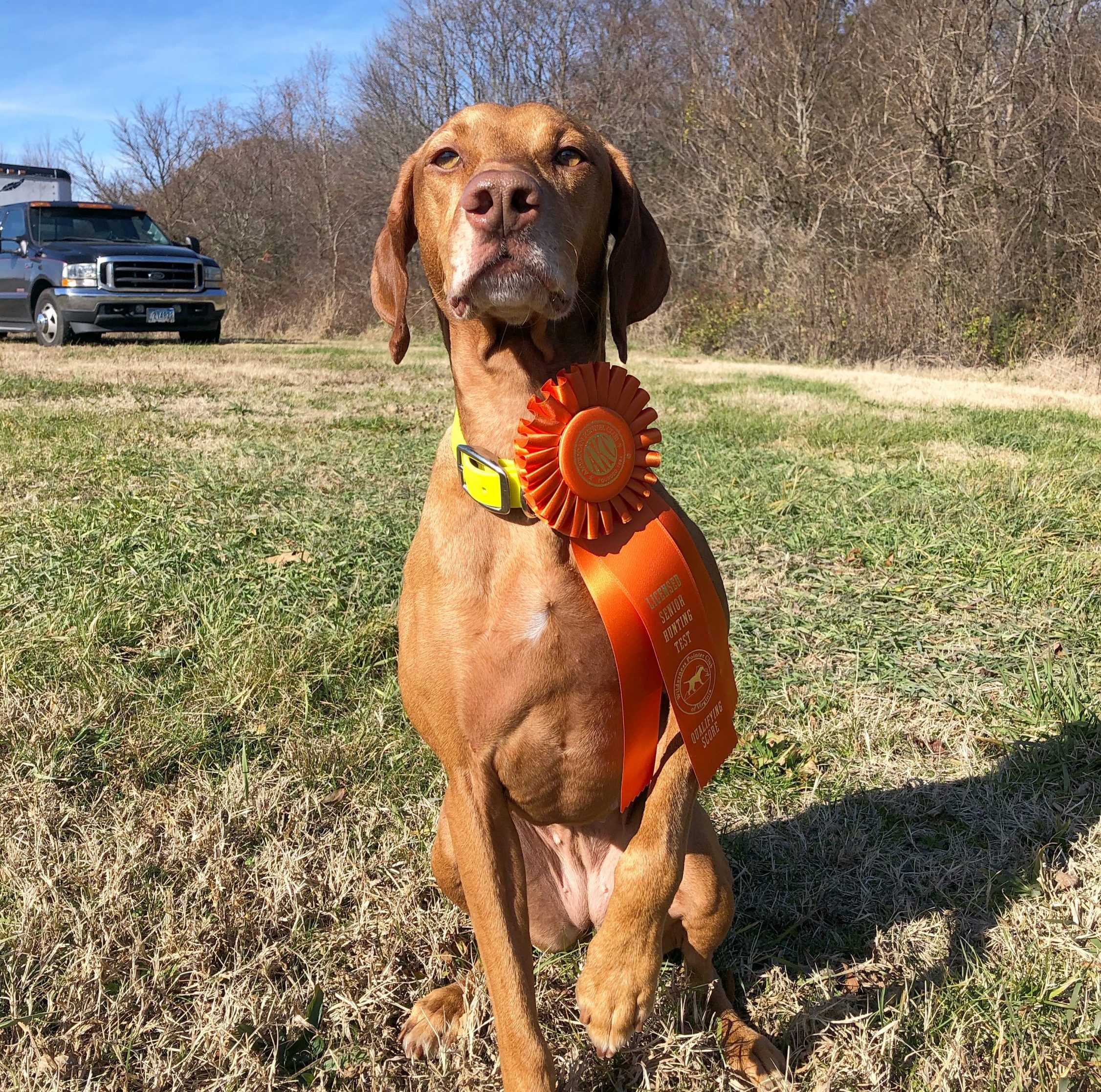 akc senior hunter tests