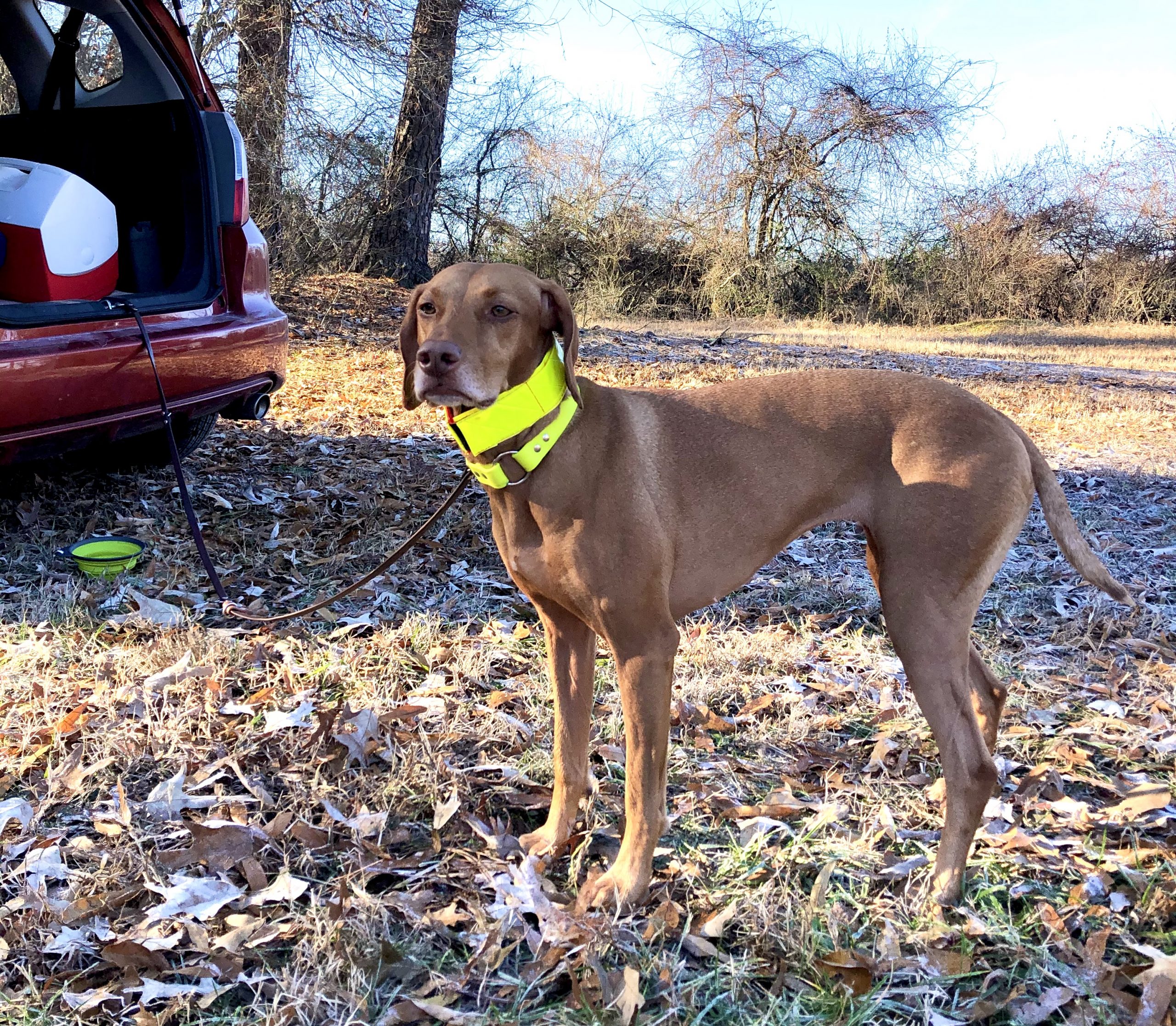 akc senior hunter tests