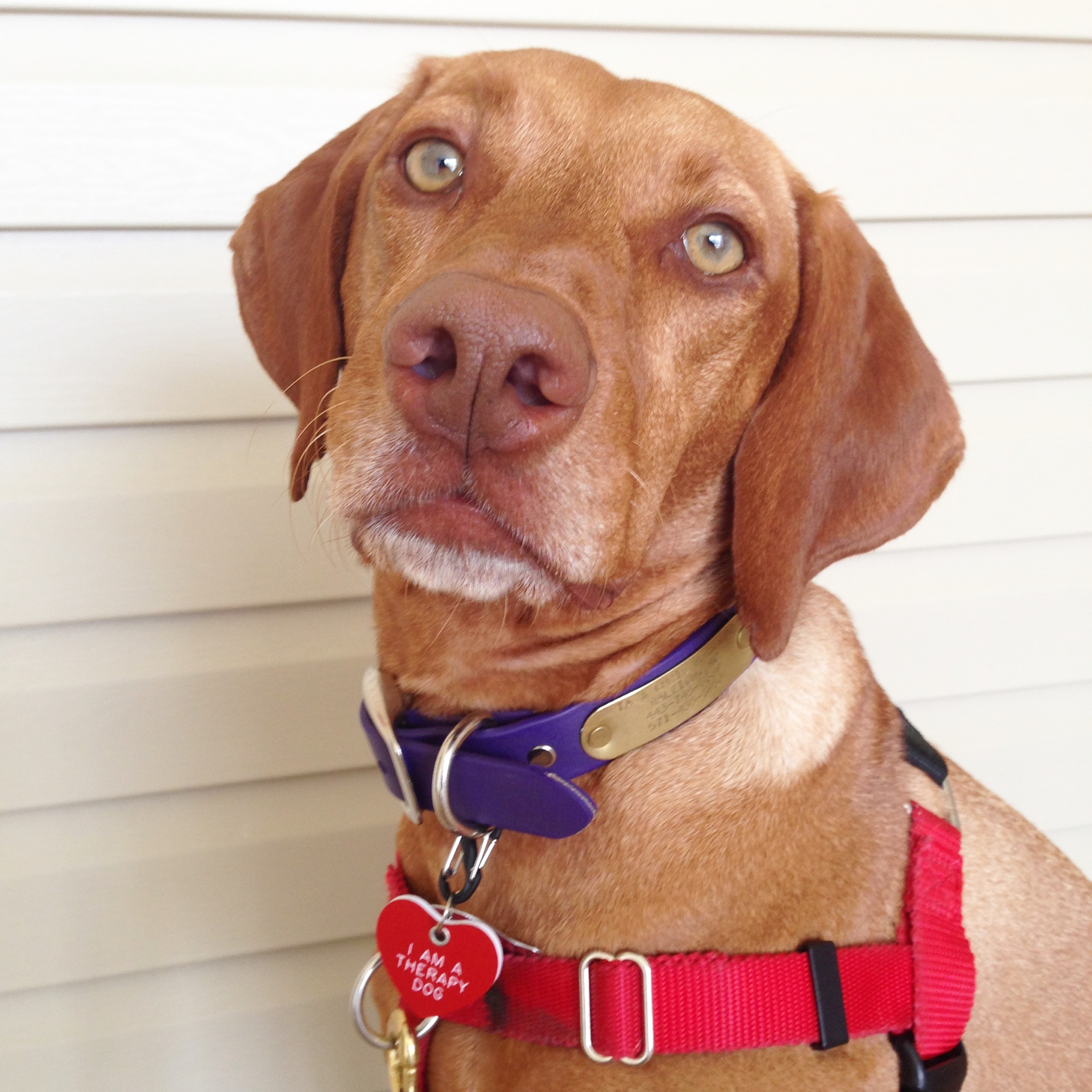 Vizsla therapy hot sale dog