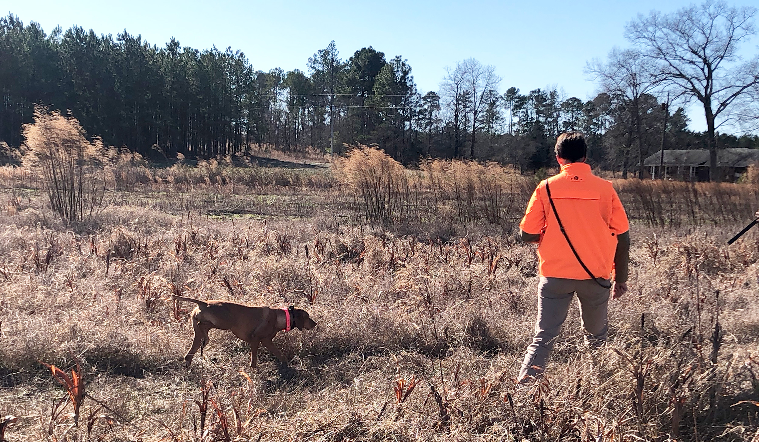 Who is the Accidental Bird Dog?