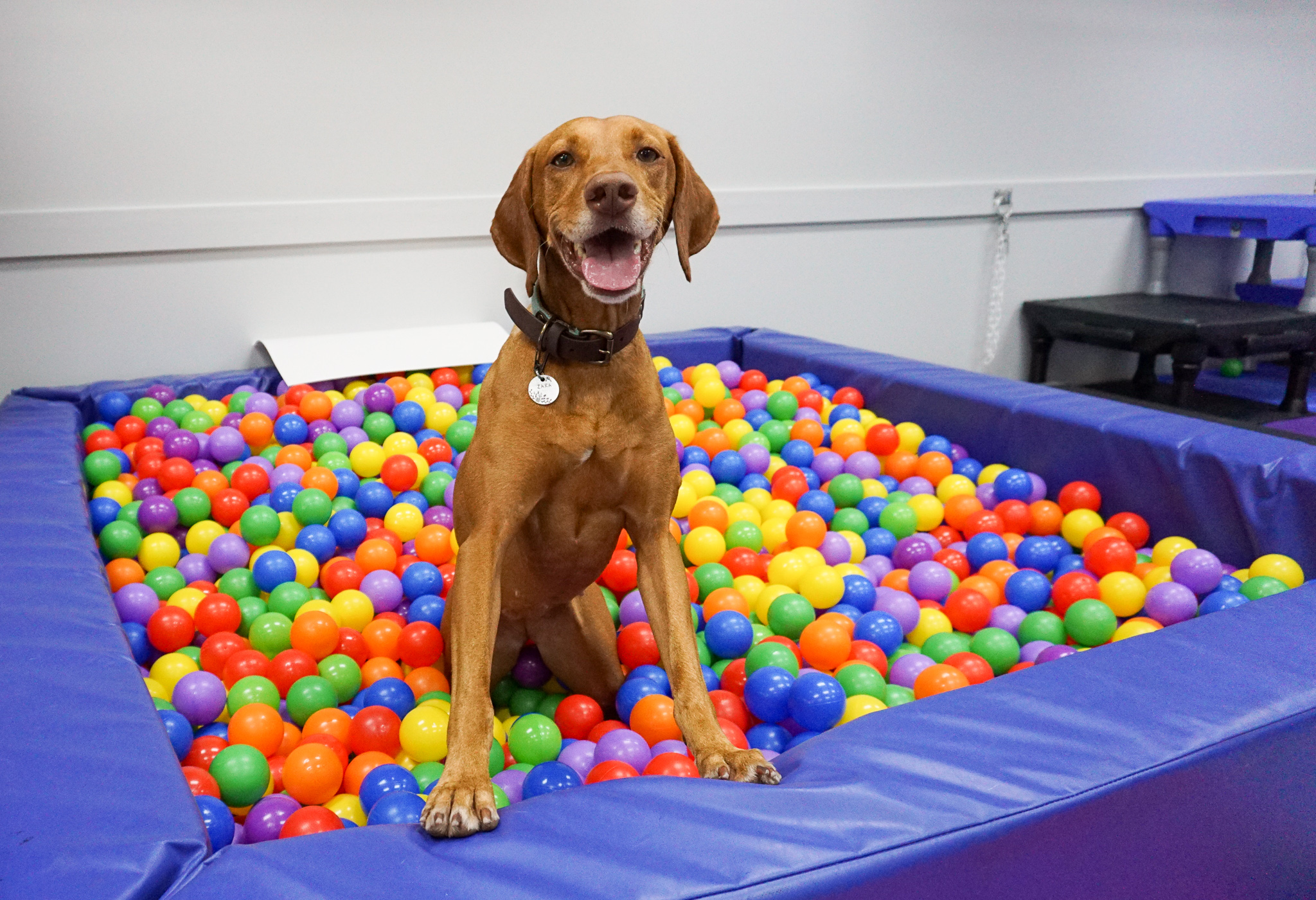 Setting Up a Home Dog Gym The Accidental Bird Dog