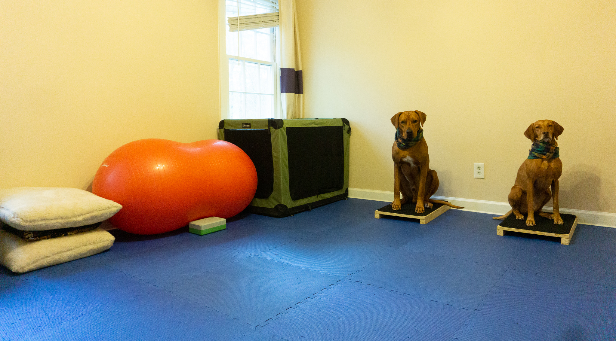 Zara and Colombo in my home dog gym