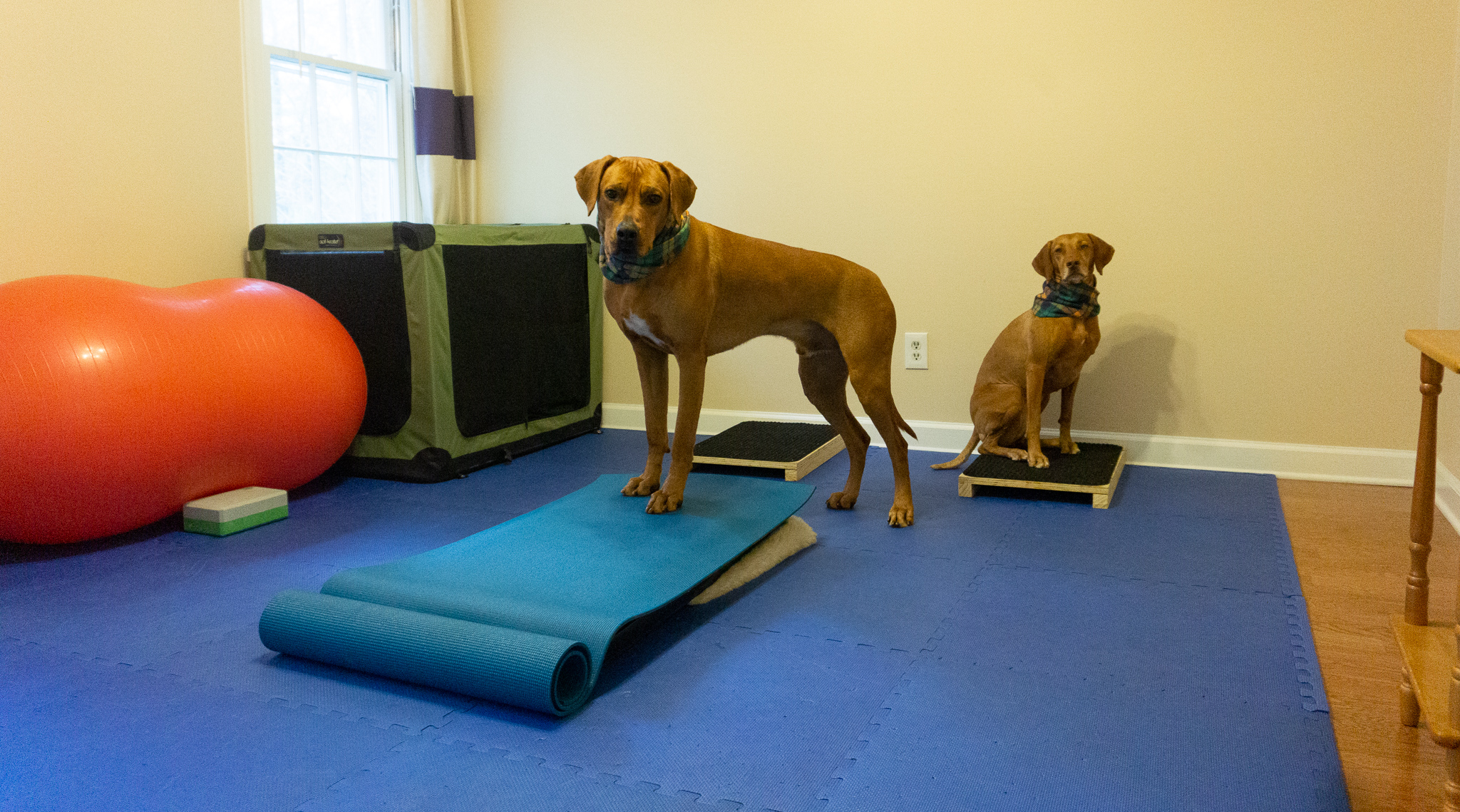 Setting Up a Home Dog Gym