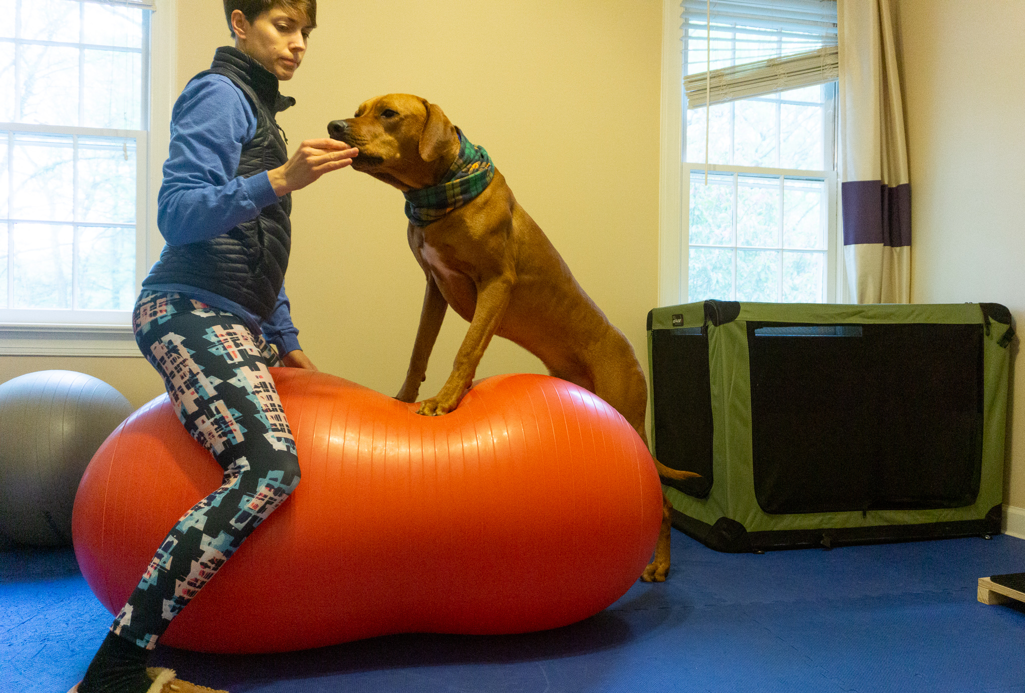 Fitpaws peanut in my home dog gym