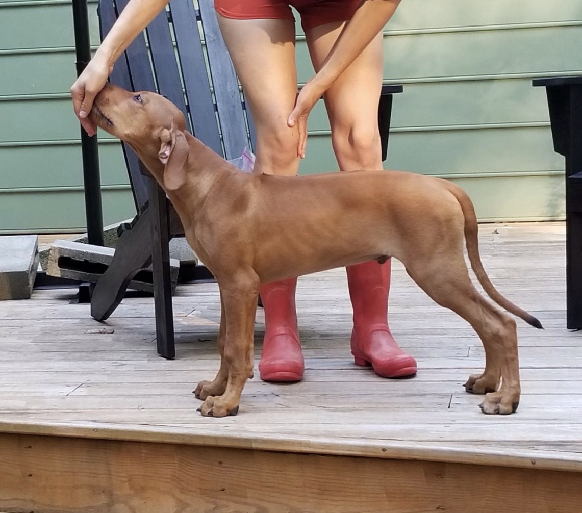 rhodesian ridgeback show puppy