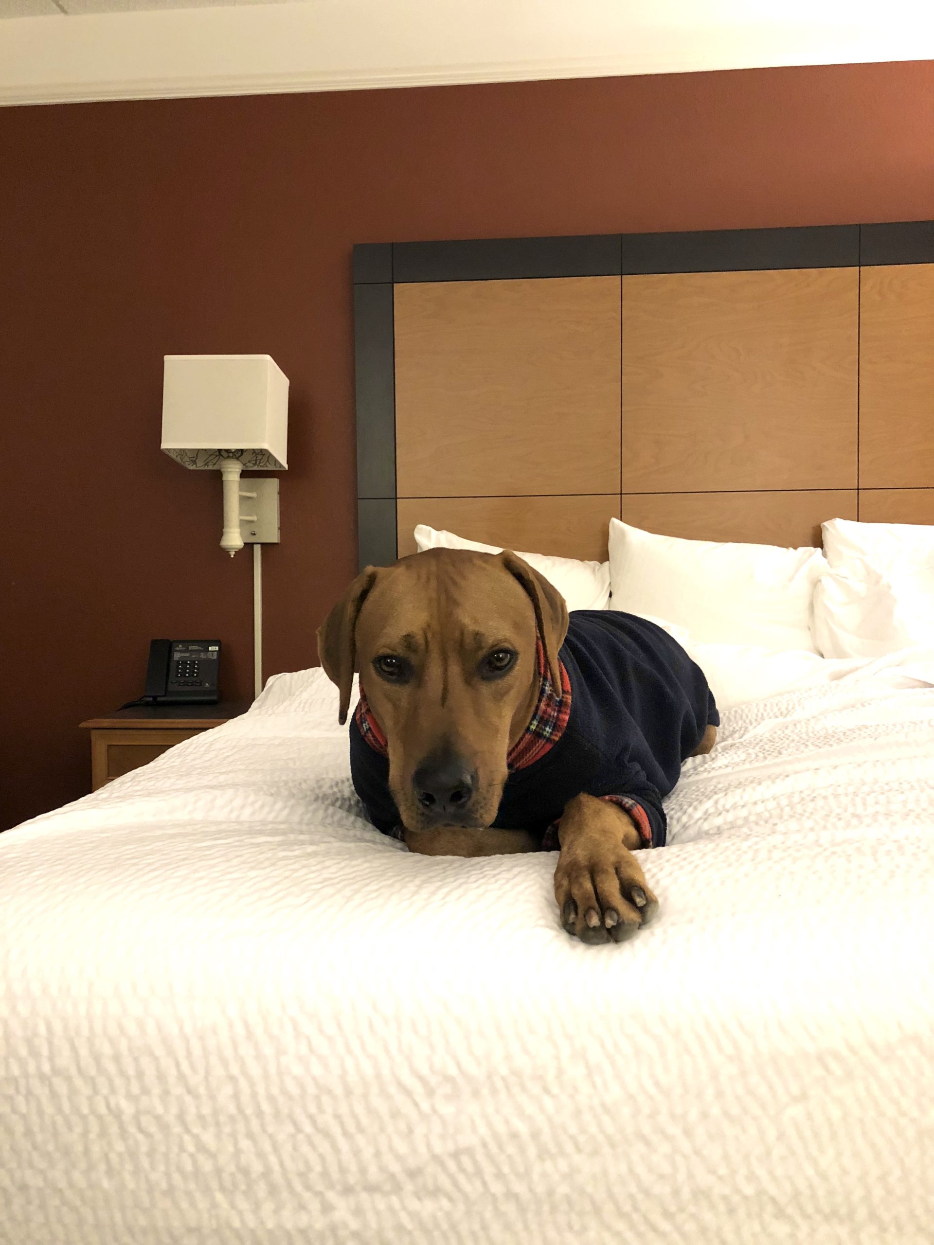 Colombo wearing his dog pajamas in a hotel