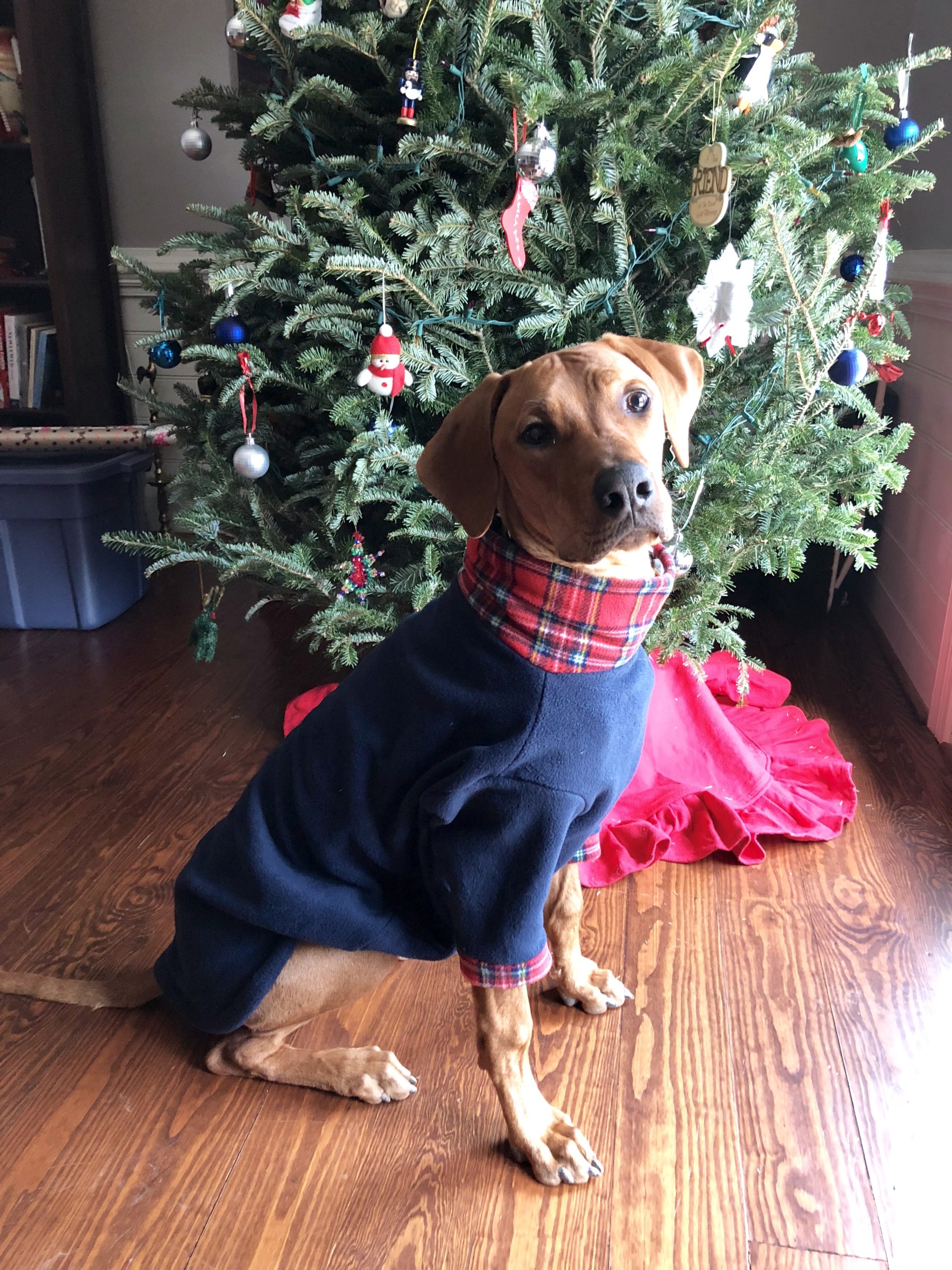 Colombo wearing his dog pajamas when he was 8 months old