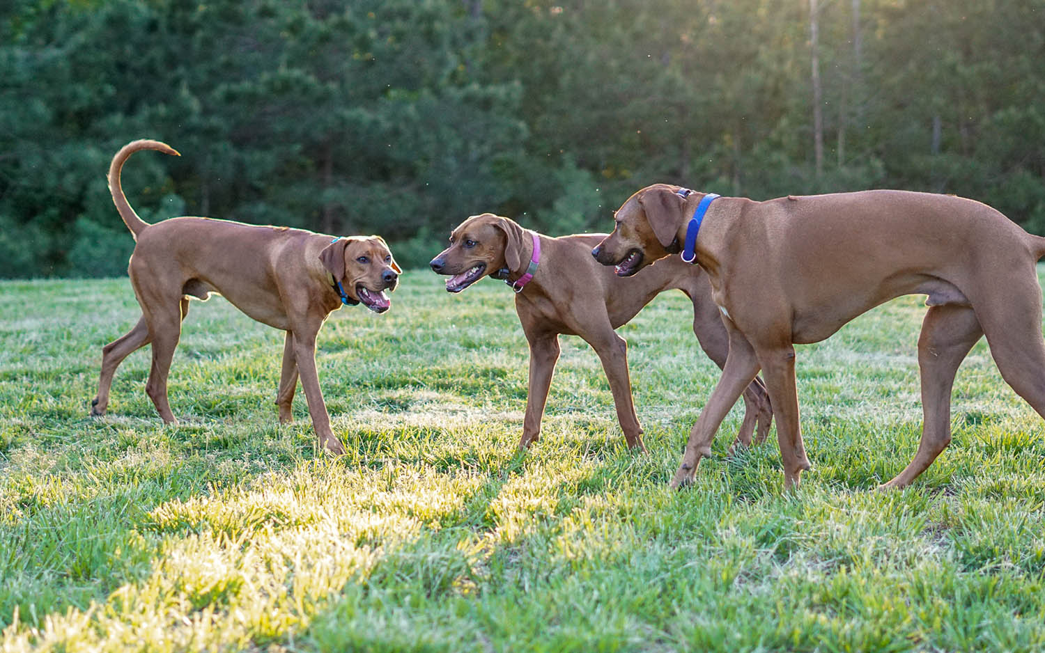 do intact male dogs smell