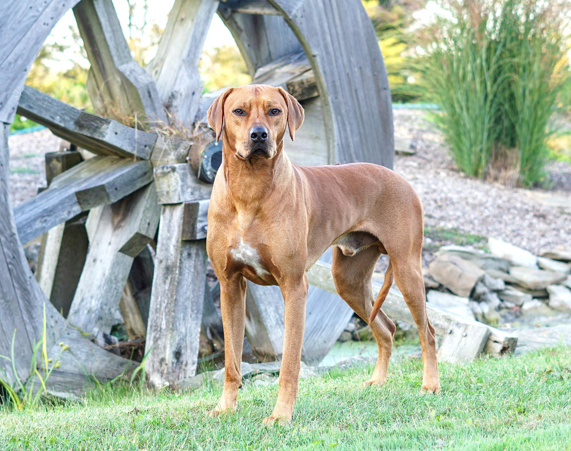 Unfixed male sale dog