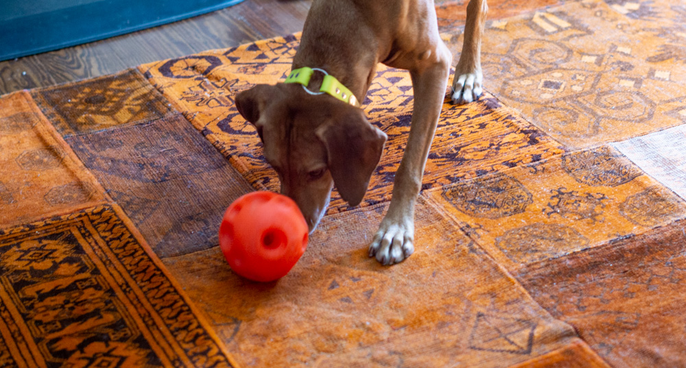 Zara and the Omega Paw treat balll