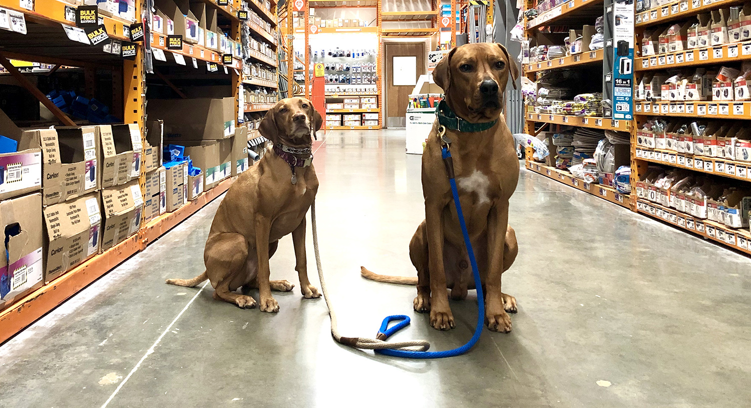 Zara and Colombo practice "stay" at Home Depot.