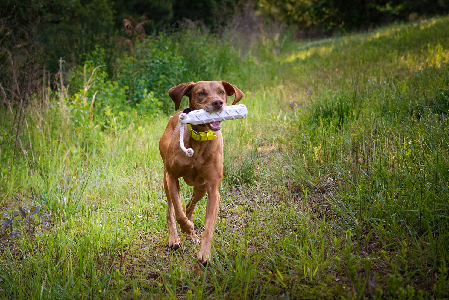 vizsla vs ridgeback