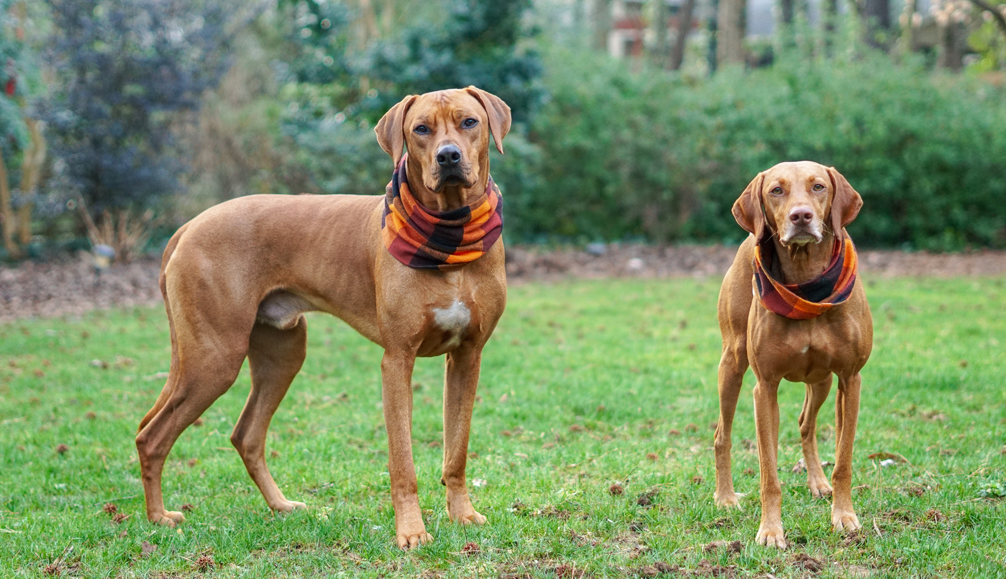 Vizsla vs Ridgeback: What Are the Differences? - The Accidental Bird Dog