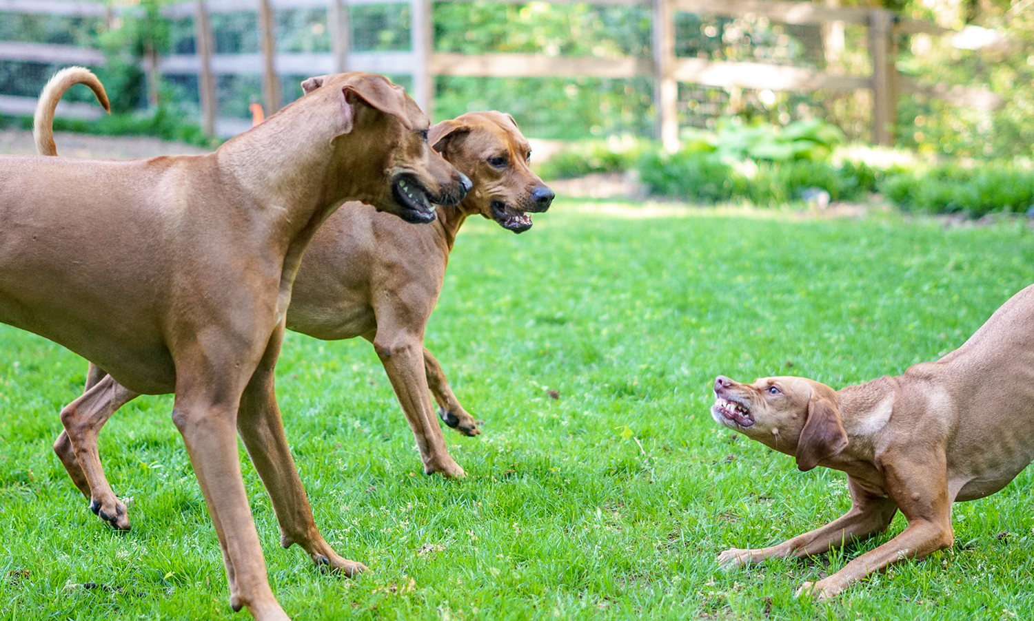 Vizsla and sale rhodesian ridgeback