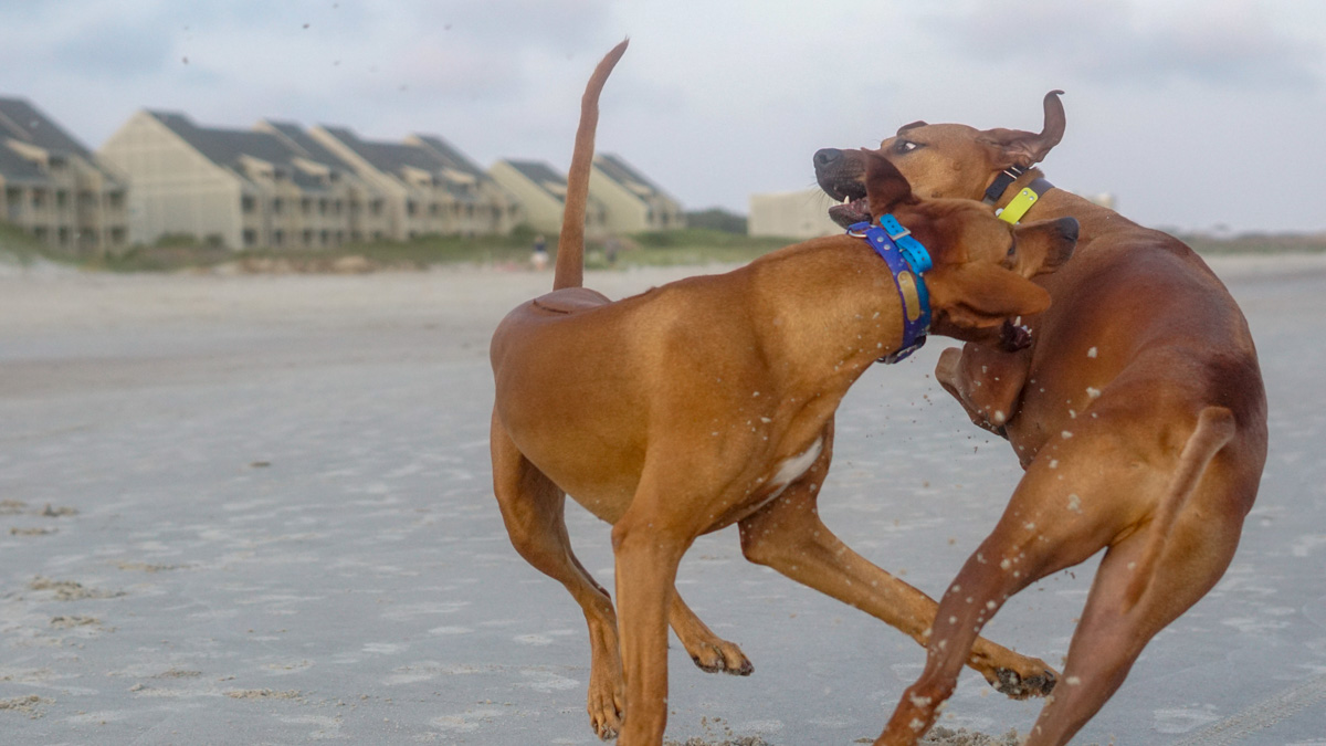 Hungarian ridgeback hot sale dog