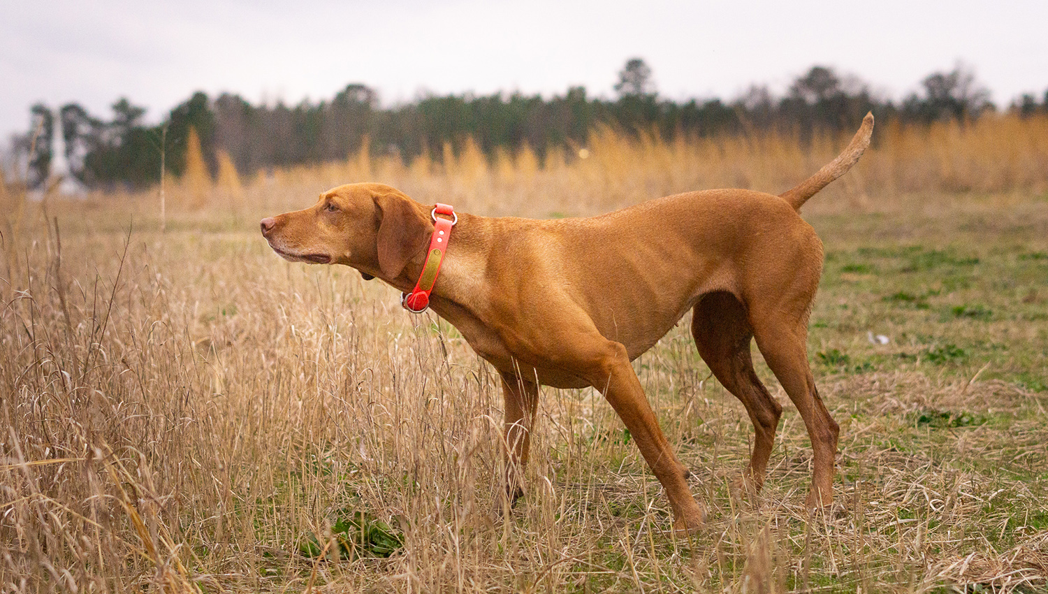 Vizsla pointing a bird