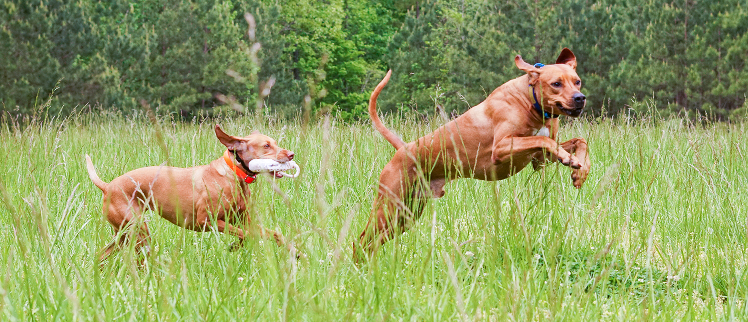 Vizsla store rhodesian ridgeback