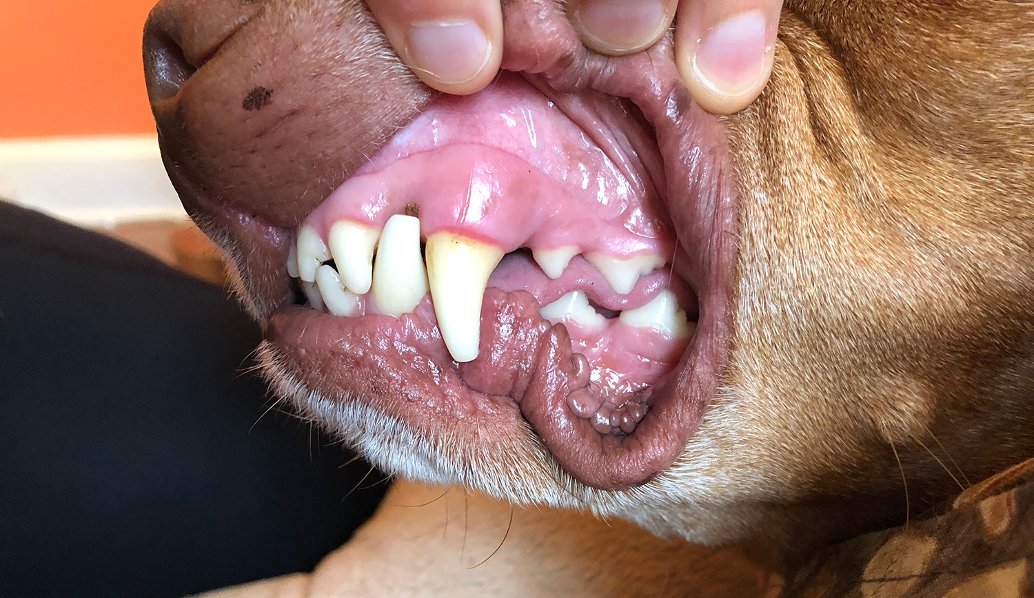 Zara's teeth after eating a raw diet for 4 years