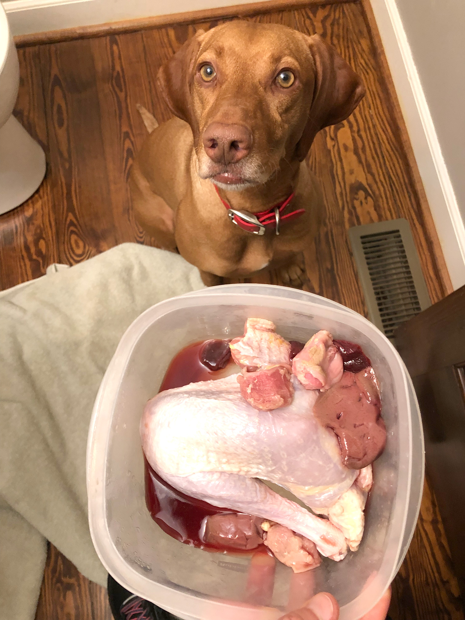 is it safe to feed raw chicken to dogs