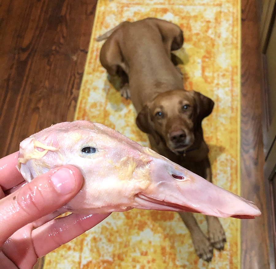 Why I Feed A Raw Diet - The Accidental Bird Dog