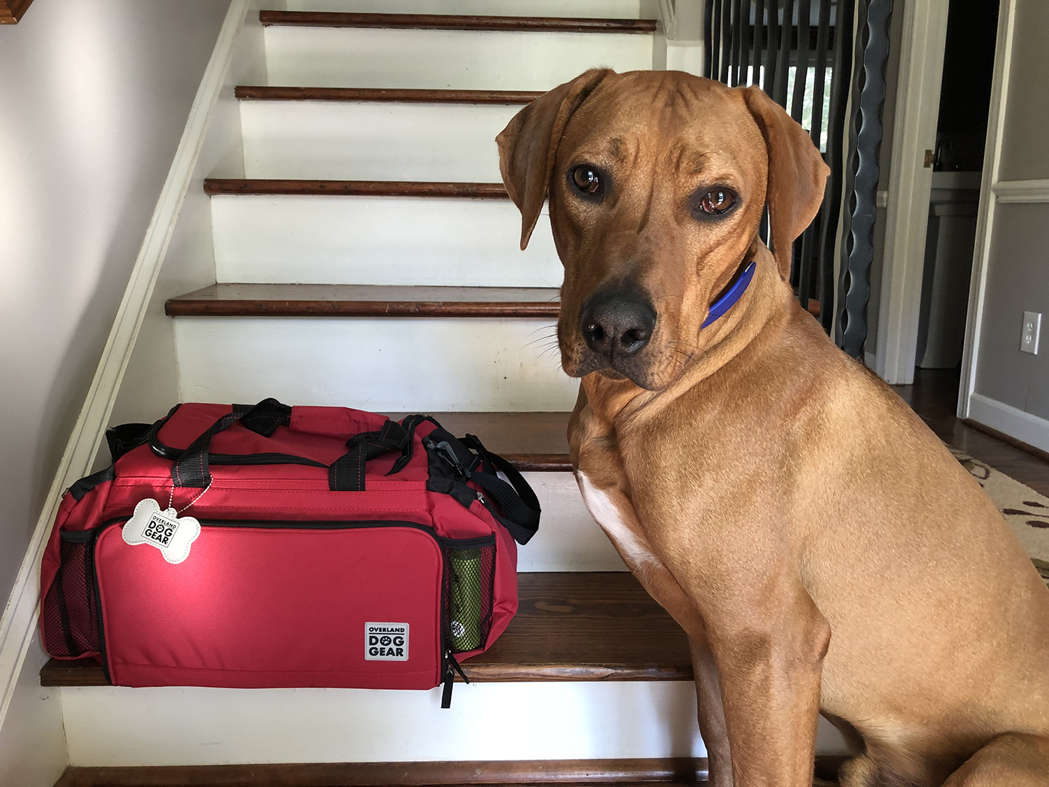 traveling with a high-energy dog