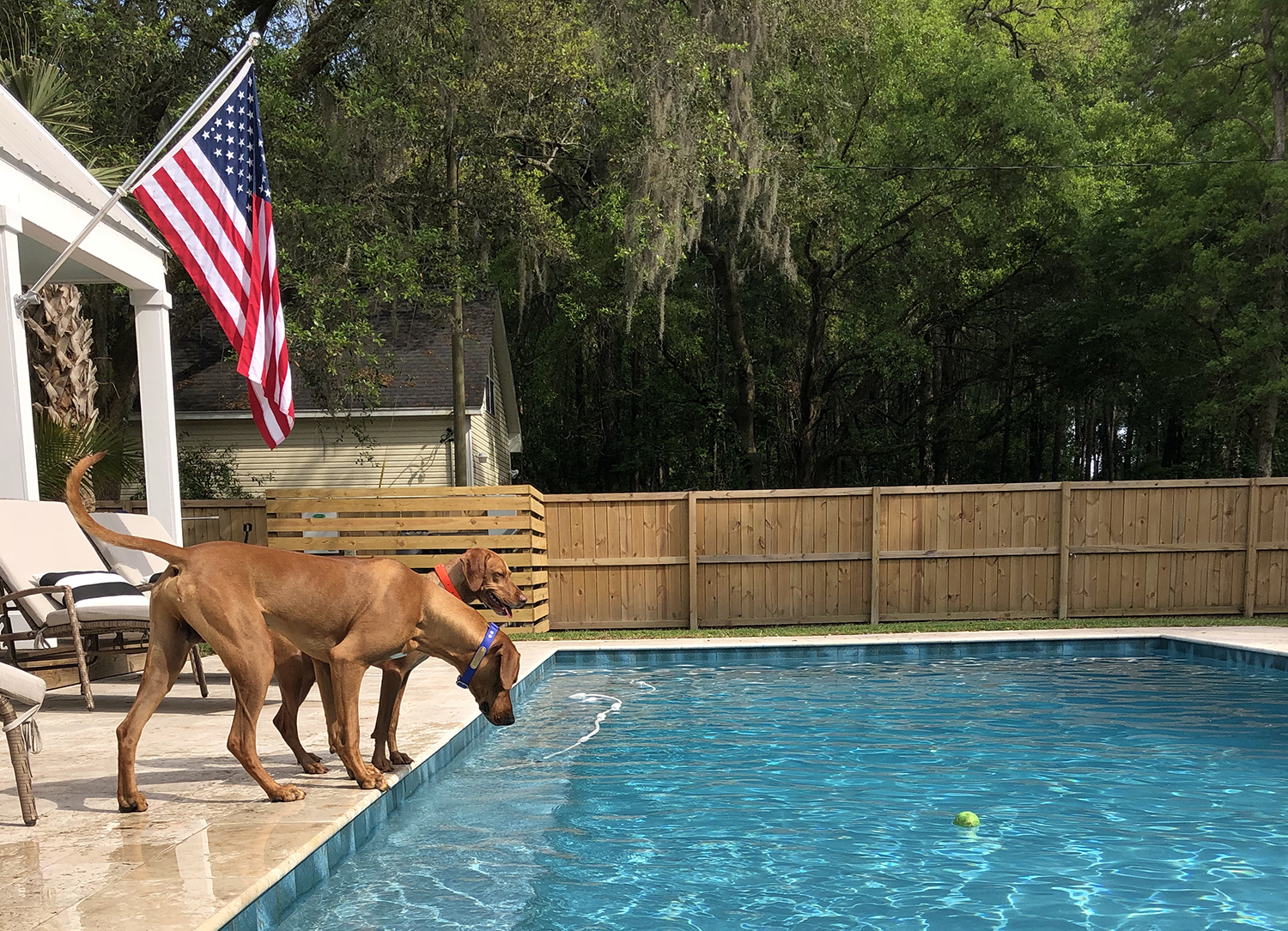 traveling with a high-energy dog