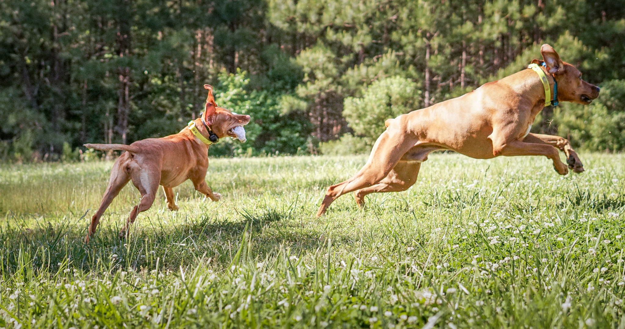 pet insurance