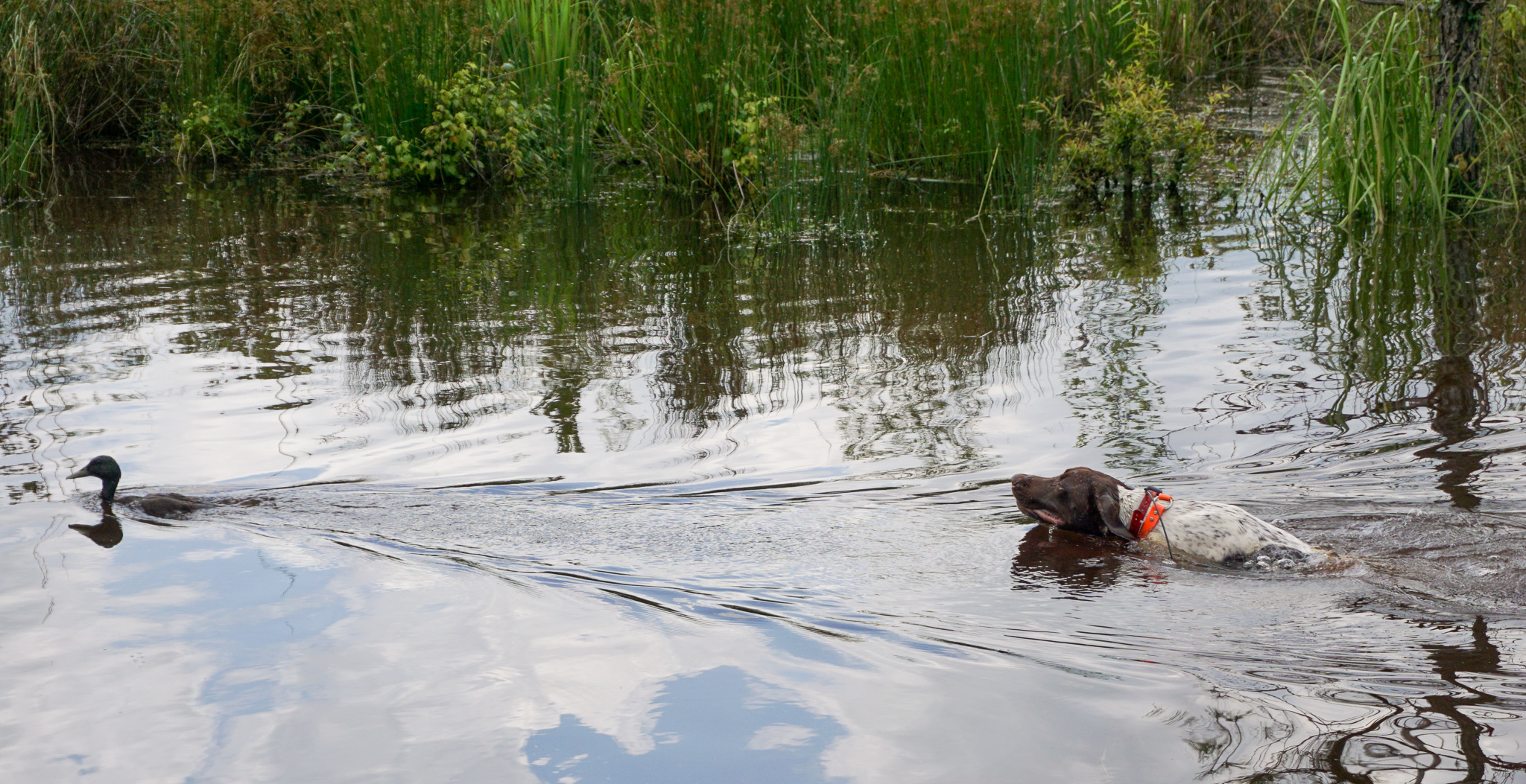 duck search training