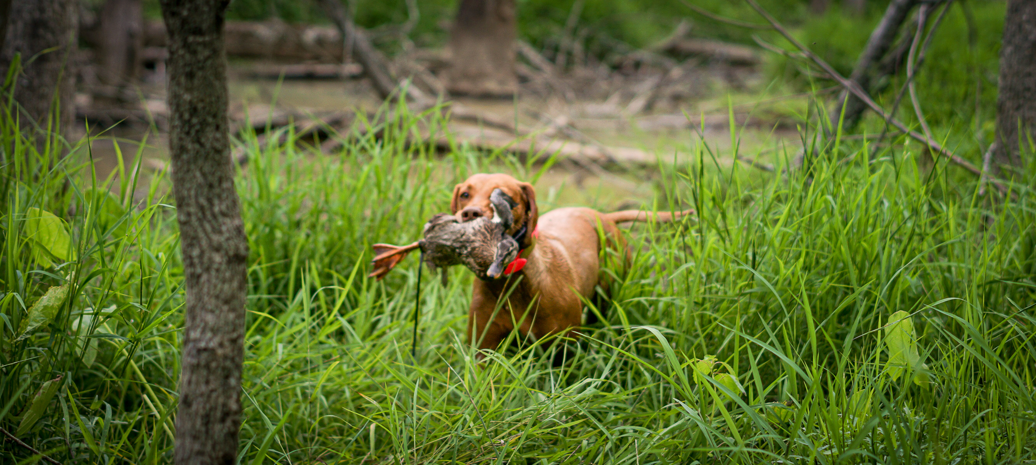 duck search training