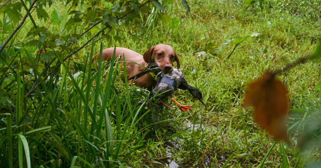 duck search training