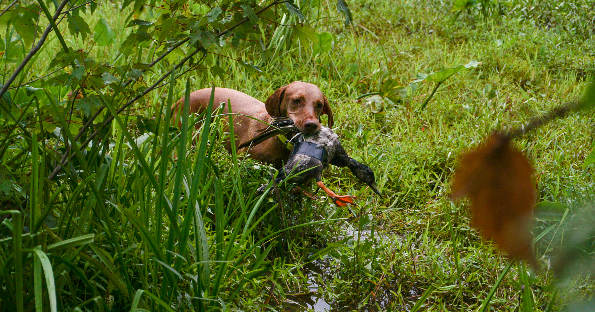 Duck Search Training
