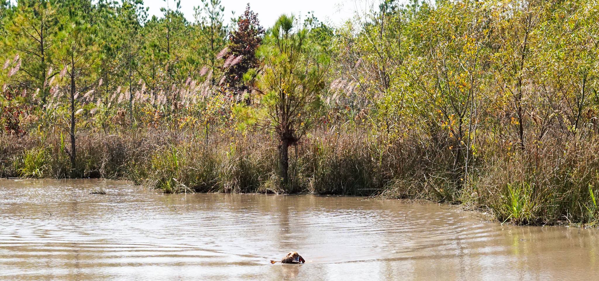 duck search training