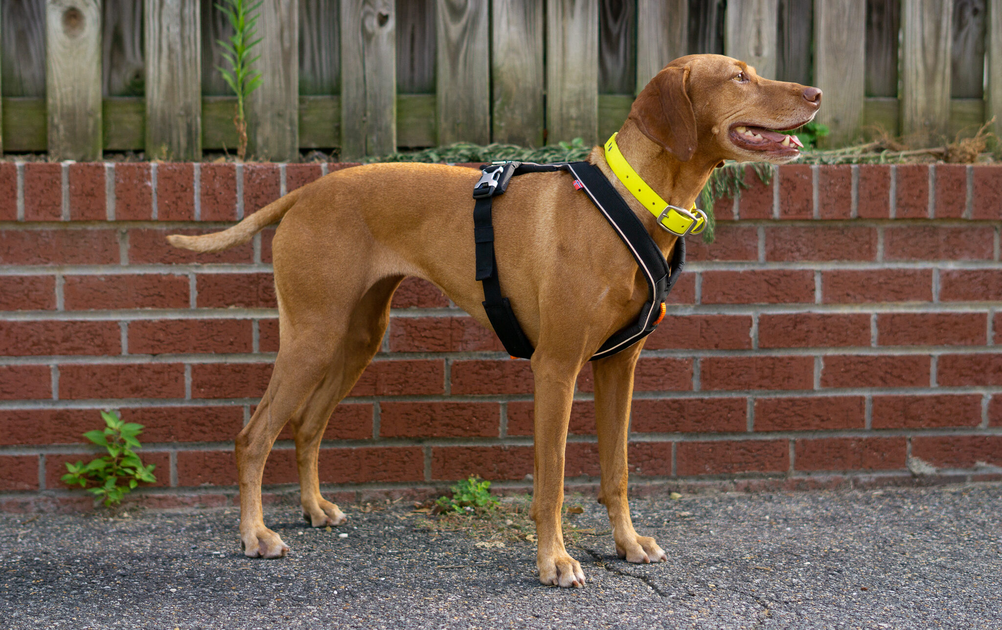 Vizsla harness outlet