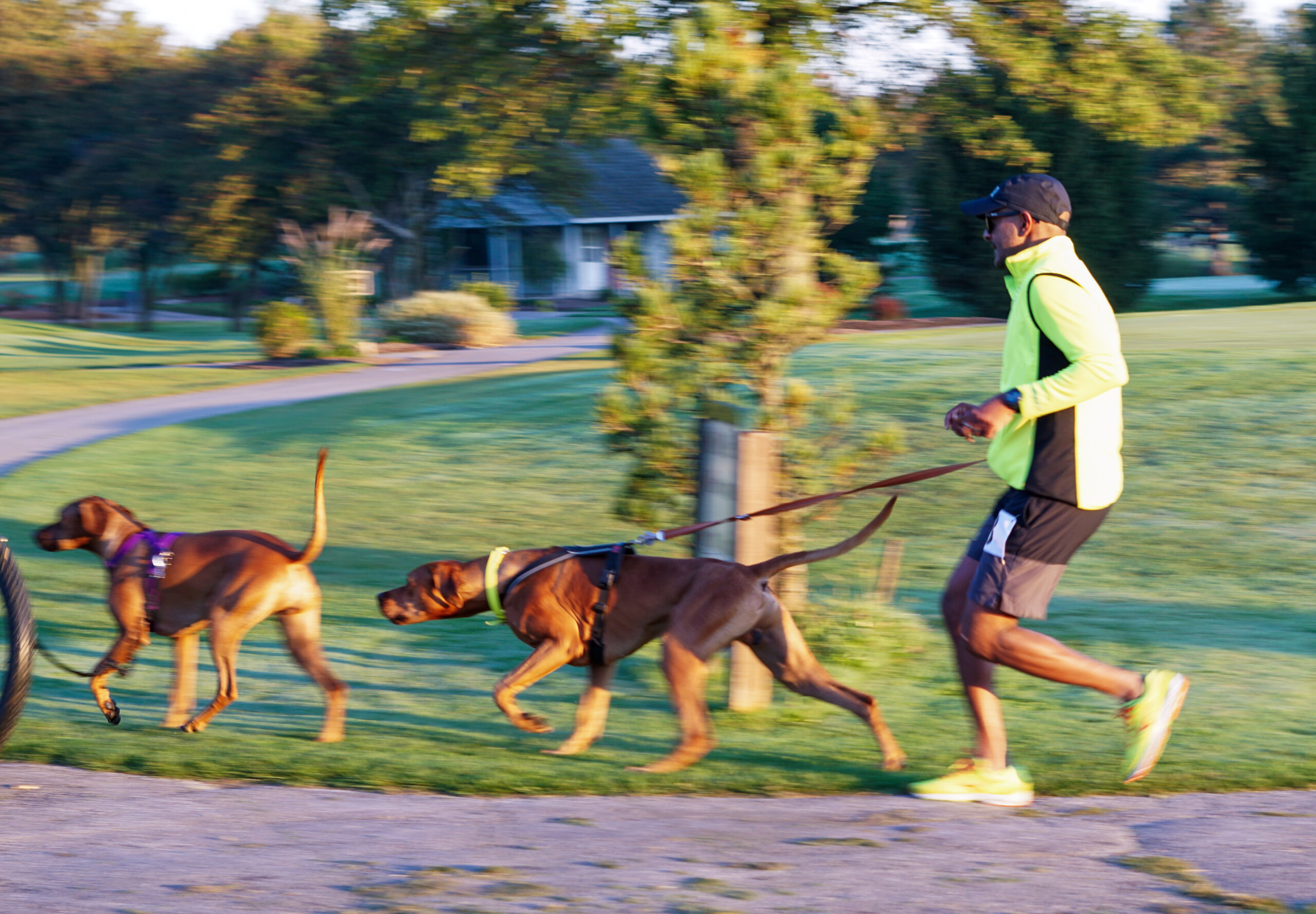 Colombo chasing another dog