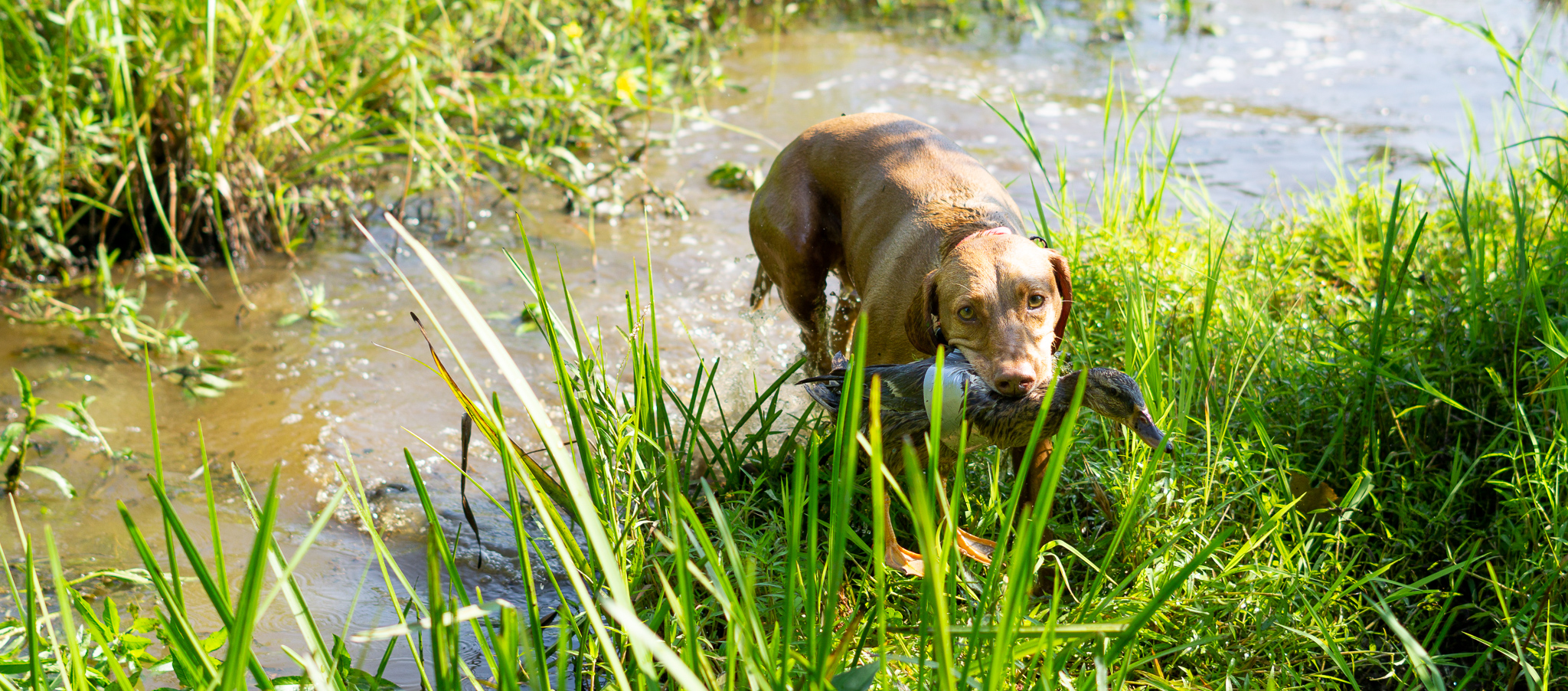 Zara retrieves a live duck during duck search training