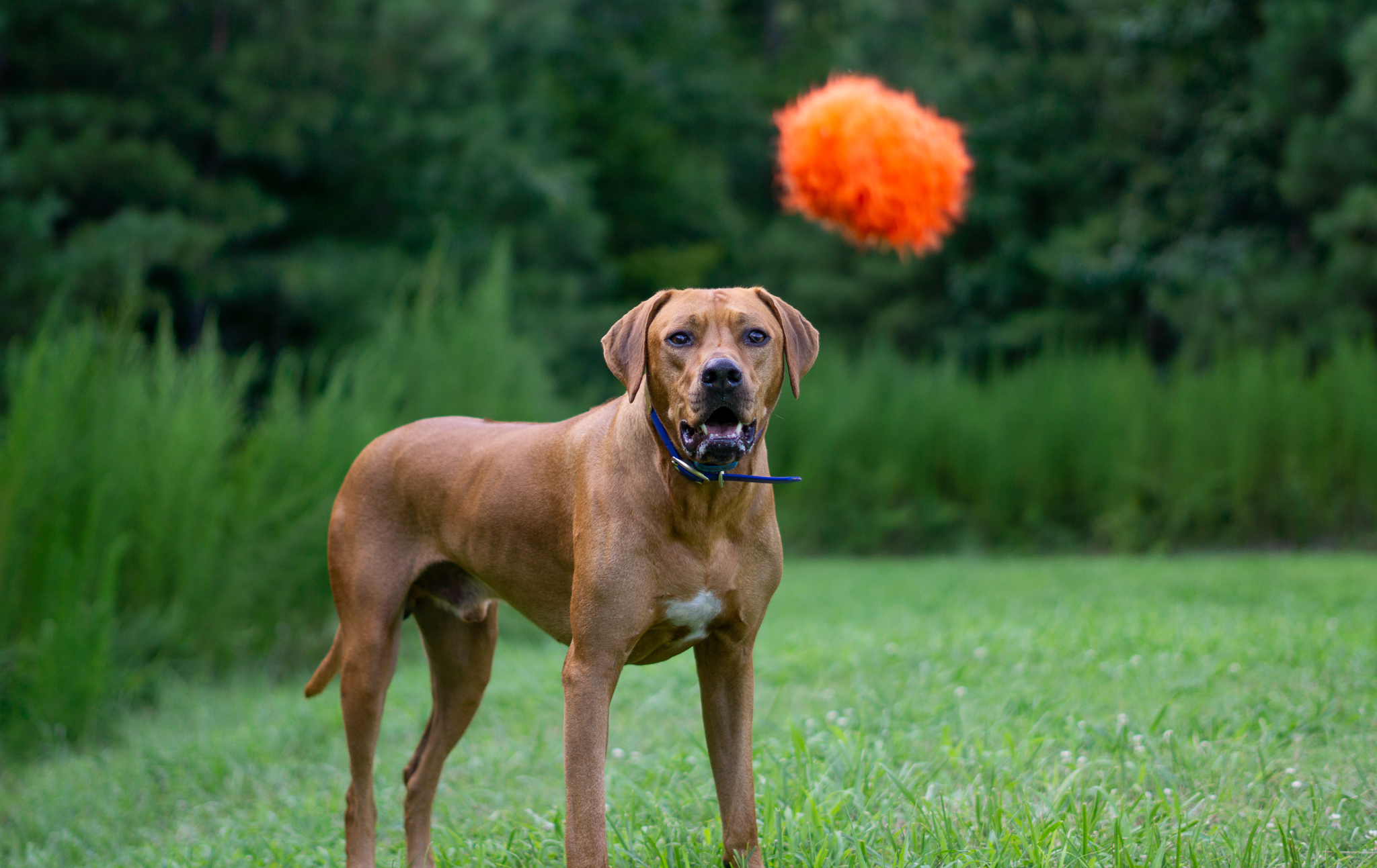 Colombo watches a toy thrown