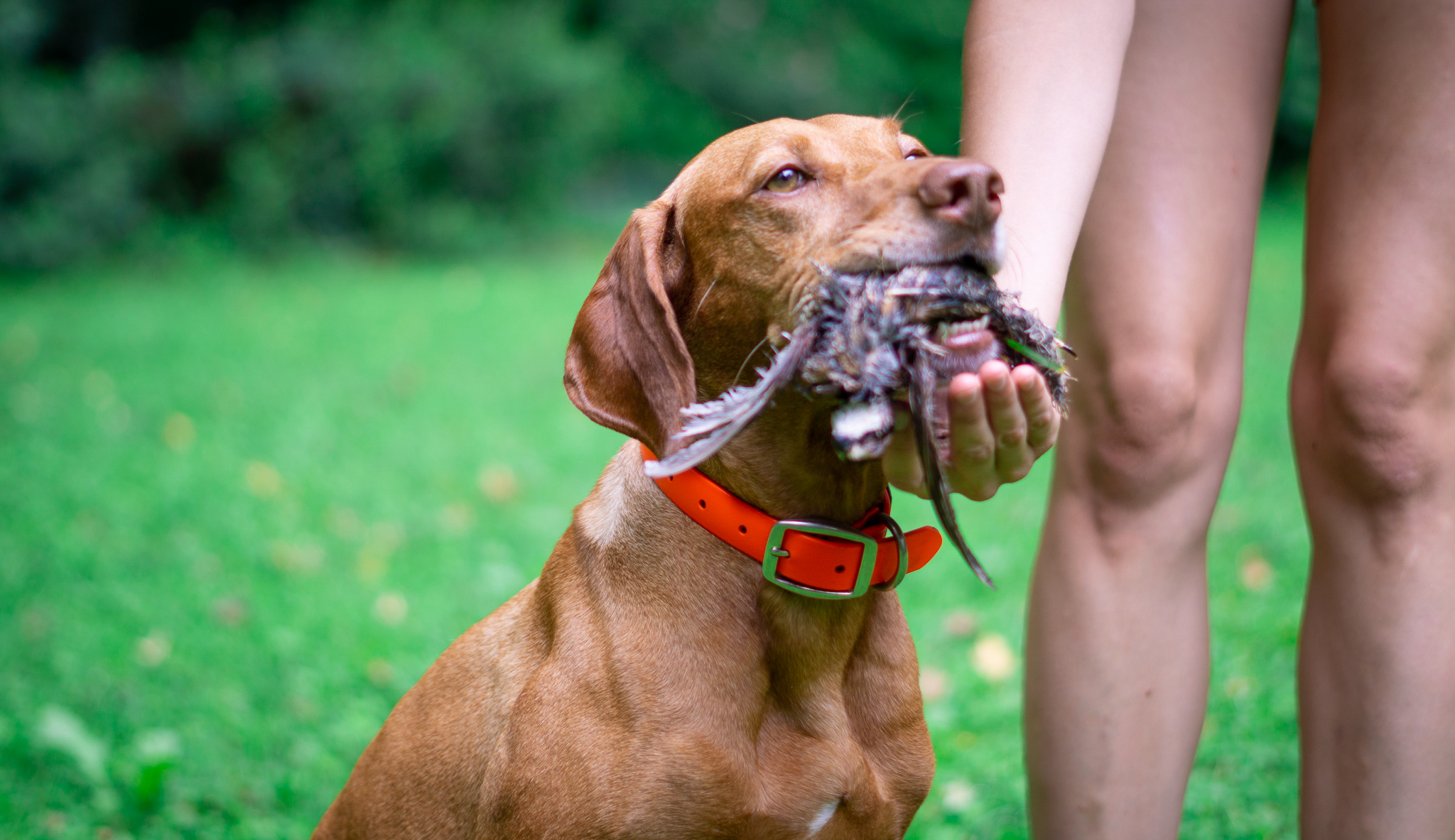 Zara retrieving a bird to hand