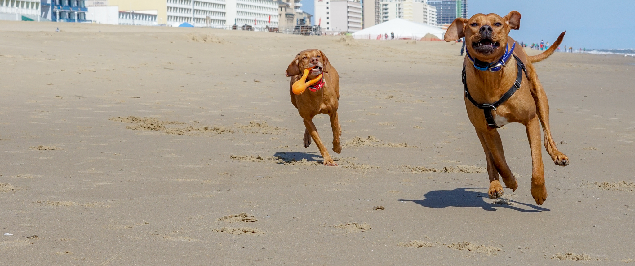 Zara and Colombo on the beach