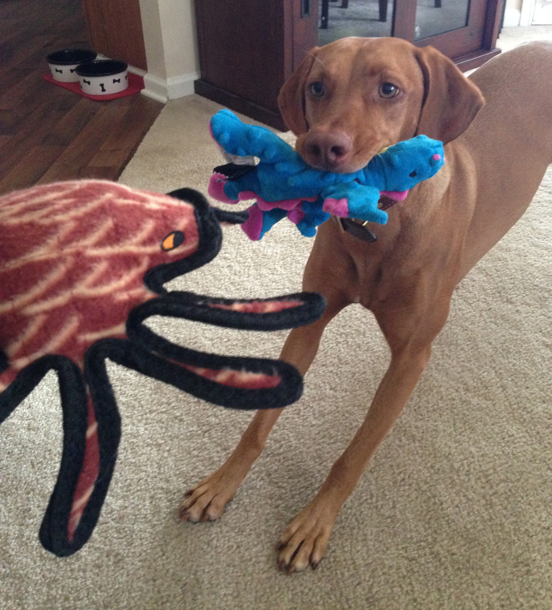 Zara and a Tuffy spider and GoDog dragon